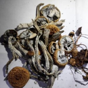 Golden Teacher Magic Mushrooms UK